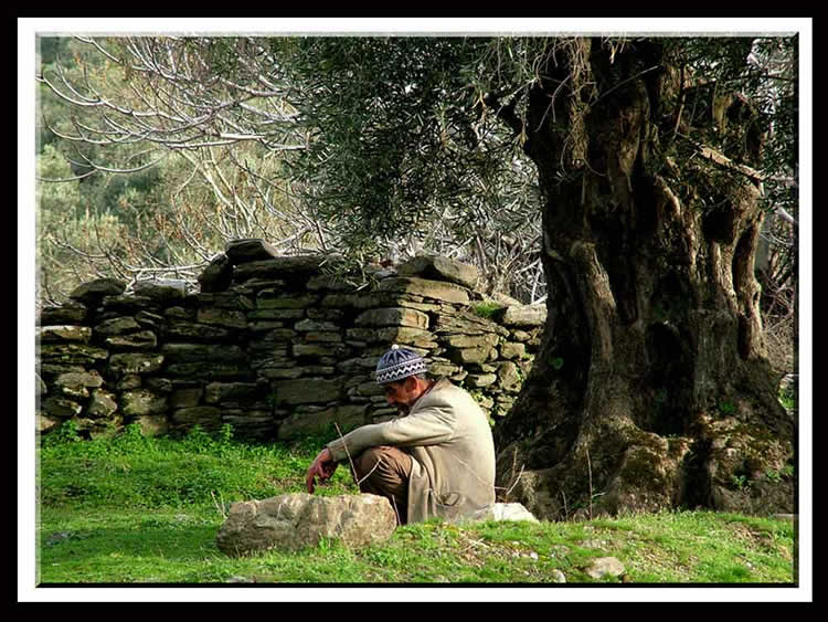 Yaþlý Zeytin ve Adam.. Bir Ömür Geçti.. [Yalçýn Keski]