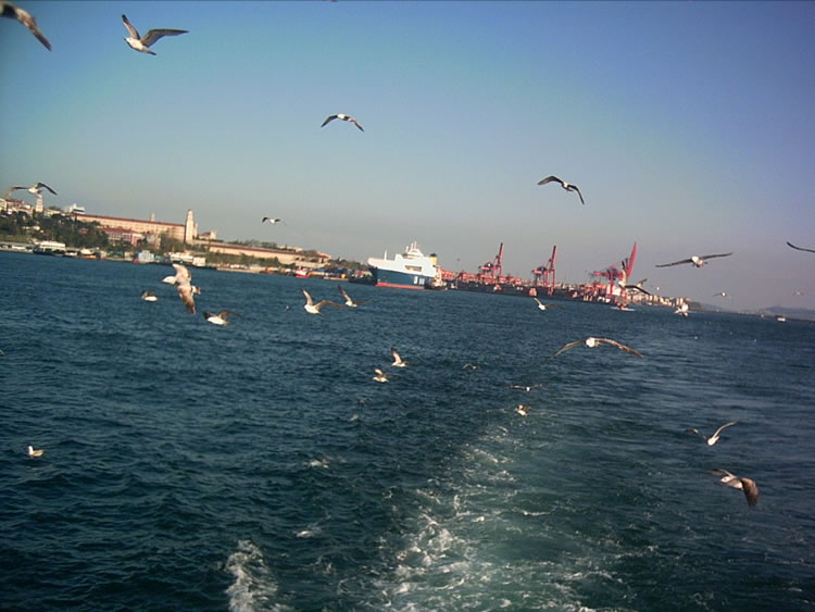 Ýstanbul ve Martýlar [Çigdem Akan]