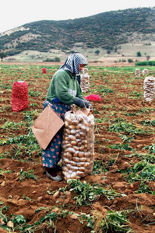 Emek [Hüsnü Gengönül]