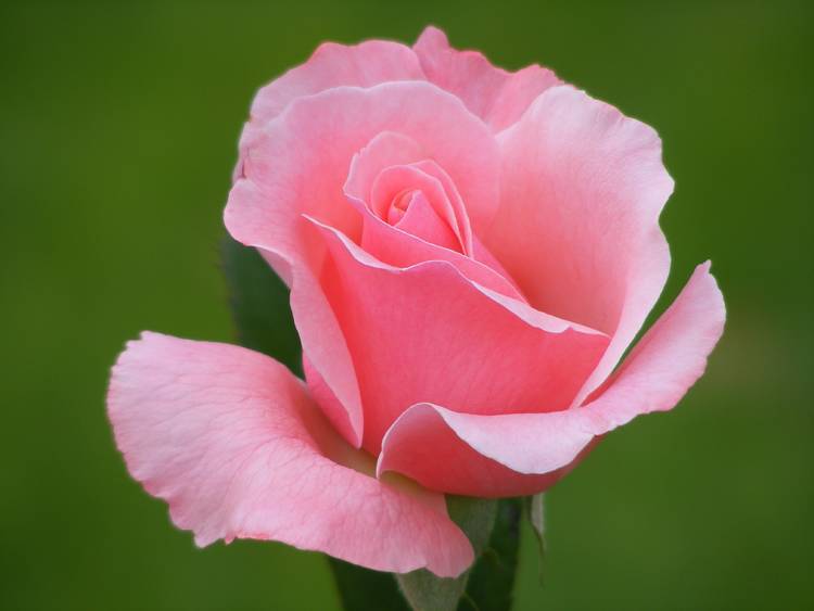Pembe Gülüm [Nazým TETÝK]
