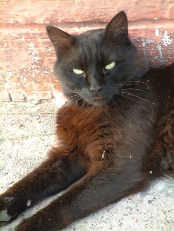 Kara Kedi [Haldun Ýlhan]
