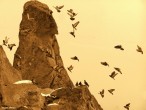 Kaya ve kuþ 2 [Özgür Oktay]