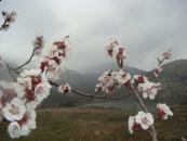 badem çiçeði