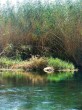 Akyaka sazlar ve dere [Vildan Sönmez]