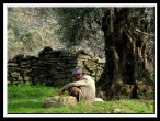 Yaþlý Zeytin ve Adam.. Bir Ömür Geçti.. [Yalçýn Keski]