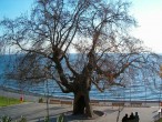 S. Çelebi nin Seyahatnamesinde Adý Geçen Agaç (Armutlu) [Ýsa Cem Can]
