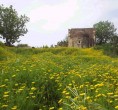 Tarihi kilise ve doðal papatyalar [Ali Yalçýner]