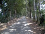 Agac Yol [Turgay Gümüþ]
