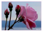 Pembe Gül [Ayhan Þahintürk]