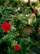 Gül Bahçesi [Aynur Gursoy]