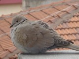 Güvercin [Emel Göktaþ]