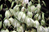 Yaðmurdan Sonra (Yucca Filamentosa) [Burhan Erdem]