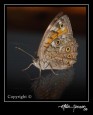 PAPILLON [Gülin ALTUNER]